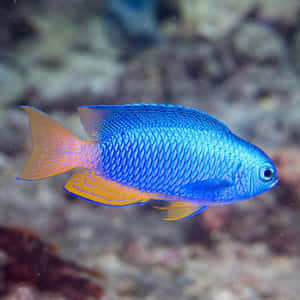 Vibrant Blue Damselfish Swimming Wallpaper