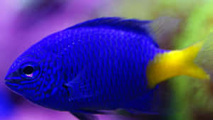 Vibrant Blue Damselfish Wallpaper