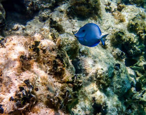 Vibrant Blue Fish In Antigua And Barbuda's Waters Wallpaper