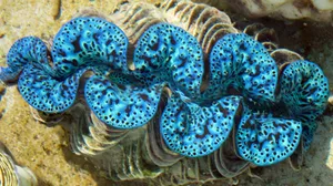 Vibrant Blue Giant Clam Underwater Wallpaper