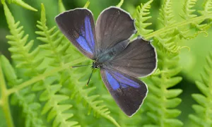 Vibrant_ Blue_ Hairstreak_ Butterfly Wallpaper