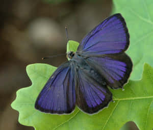 Vibrant_ Blue_ Hairstreak_ Butterfly Wallpaper