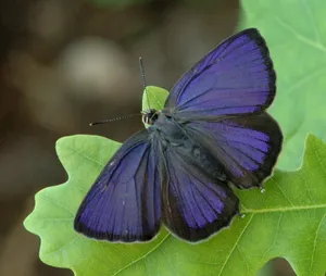 Vibrant_ Blue_ Hairstreak_ Butterfly Wallpaper