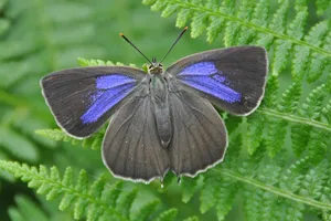 Vibrant_ Blue_ Hairstreak_ Butterfly_on_ Fern.jpg Wallpaper