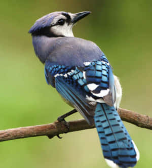 Vibrant Blue Jay Perched Wallpaper