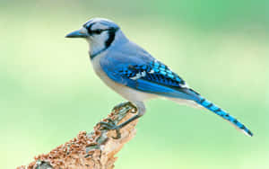 Vibrant Blue Jay Perched Wallpaper