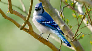 Vibrant Blue Jay Perchedon Branch Wallpaper