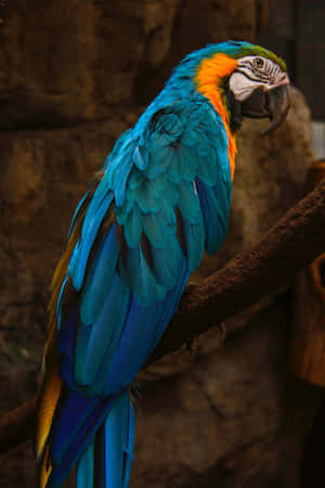 Vibrant_ Blue_ Macaw_ Perched Wallpaper