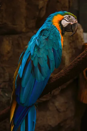 Vibrant_ Blue_ Macaw_ Perched Wallpaper