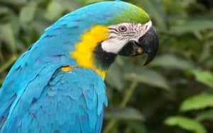 Vibrant Blue Macaw Portrait Wallpaper