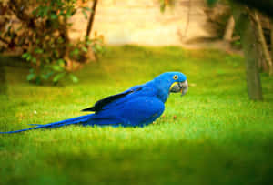 Vibrant Blue Macawon Grass.jpg Wallpaper