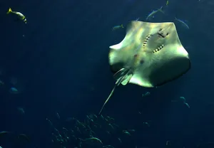 Vibrant Blue Planet View From Space Wallpaper