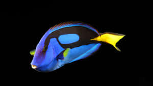 Vibrant Blue Surgeonfish Black Background Wallpaper