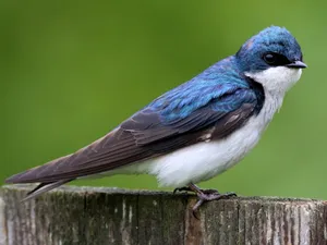 Vibrant Blue Swallow Perched Wallpaper