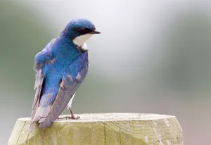Vibrant Blue Swallow Perched Wallpaper