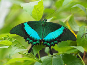 Vibrant Blue Swallowtail Butterfly Wallpaper