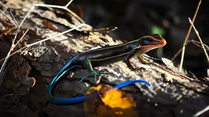 Vibrant Blue Tailed Skink Wallpaper