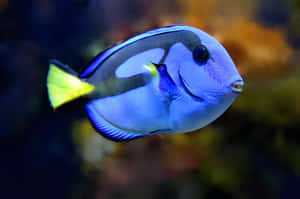 Vibrant Blue Tang Fish Wallpaper