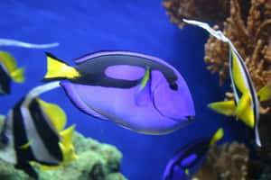 Vibrant Blue Tang Swimming Aquarium Wallpaper