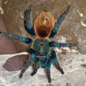 Vibrant Blue Tarantulaon Web Wallpaper