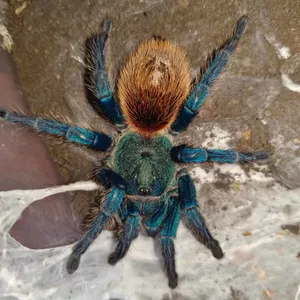 Vibrant Blue Tarantulaon Web Wallpaper