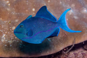 Vibrant Blue Triggerfish Swimming Wallpaper