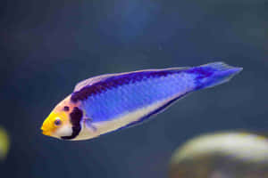 Vibrant Blue Wrasse Swimming Wallpaper