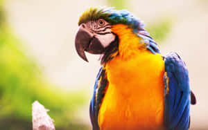 Vibrant Blueand Yellow Macaw Wallpaper