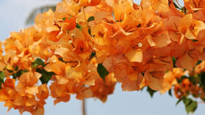 Vibrant Bougainvillea Flowers Wallpaper