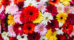 Vibrant Bouquet Of Colorful Flowers Wallpaper