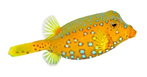 Vibrant Boxfish Isolated Wallpaper