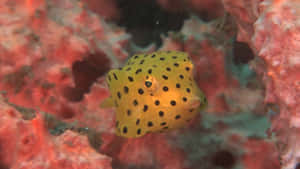 Vibrant Boxfish Swimming In Coral Reef Wallpaper