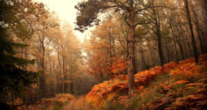 Vibrant Brown Leaves In Autumn Wallpaper