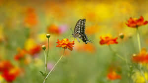 Vibrant Butterfly Garden Wallpaper