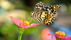 Vibrant_ Butterfly_on_ Pink_ Flower.jpg Wallpaper