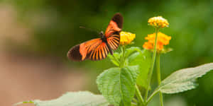 Vibrant_ Butterfly_ Perched_on_ Flower.jpg Wallpaper