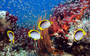 Vibrant Butterflyfish Coral Reef Wallpaper