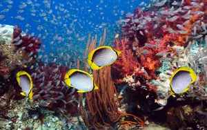 Vibrant Butterflyfish Coral Reef Wallpaper