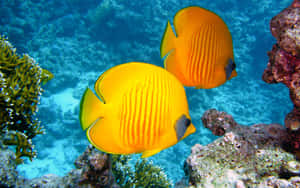 Vibrant Butterflyfish Pair Coral Reef Wallpaper