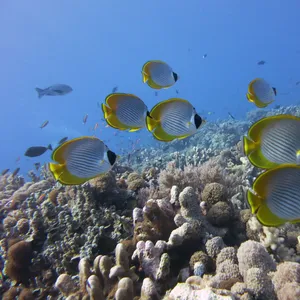 Vibrant Butterflyfish Swimming In A Colorful Coral Reef Wallpaper