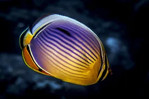 Vibrant Butterflyfish Underwater Wallpaper