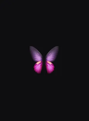 Vibrant Butterflyon Black Background Wallpaper