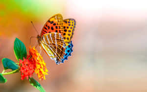 Vibrant Butterflyon Flower Wallpaper