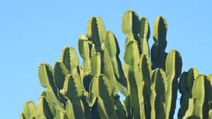 Vibrant Cactus Against Blue Sky Wallpaper