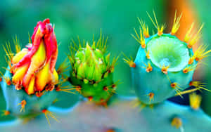 Vibrant Cactus Blooms Wallpaper