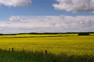 Vibrant Canola Fields Red Deer Wallpaper