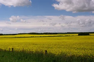 Vibrant Canola Fields Red Deer Wallpaper