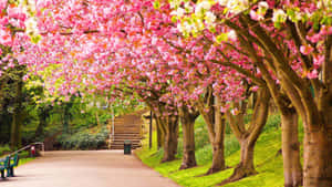 Vibrant Cherry Blossom Pathway Wallpaper