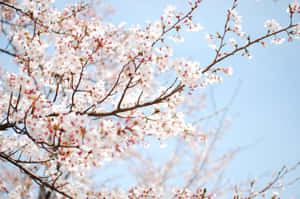 Vibrant_ Cherry_ Blossoms_ Against_ Blue_ Sky.jpg Wallpaper