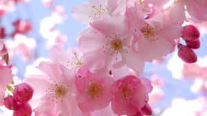 Vibrant_ Cherry_ Blossoms_ Against_ Blue_ Sky.jpg Wallpaper